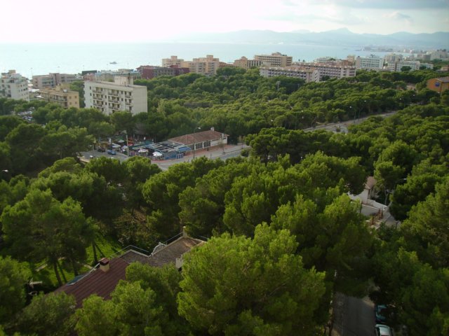 morgensmitblickaufpalma.jpg