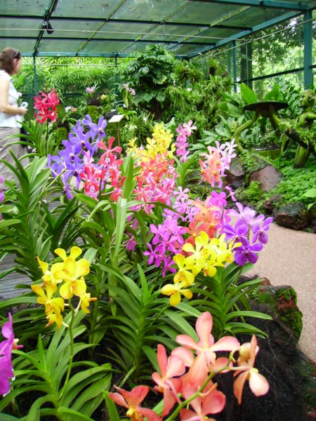 orchideenparkaufsentosa.jpg